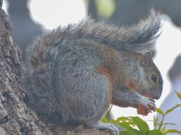 En riesgo la Gran Pirámide de Cholula por plaga de ardillas