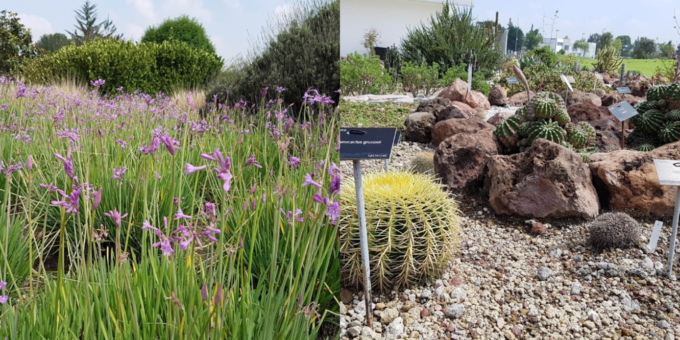 Jardín Botánico de la BUAP / Foto EsImagen