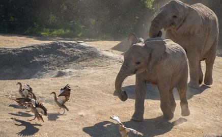 Asombrosos rescates hechos por Africam Safari