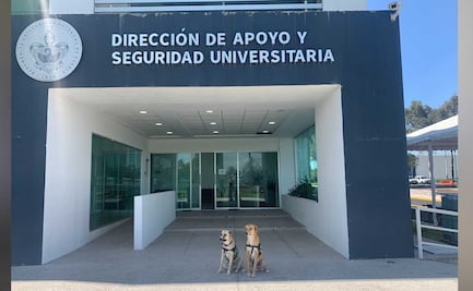 Perritos cuidan la DASU BUAP