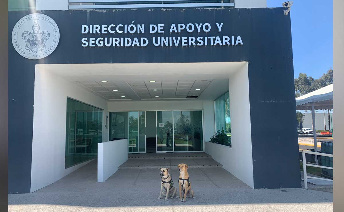 Perritos cuidan la DASU BUAP