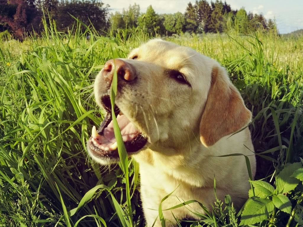 Descifrando el misterio de ¿por qué los perros comen pasto?. Fuente: Freepik.