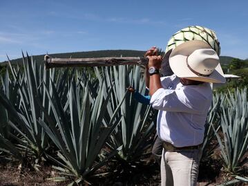 Puebla también tiene su Ruta del Mezcal, conócela