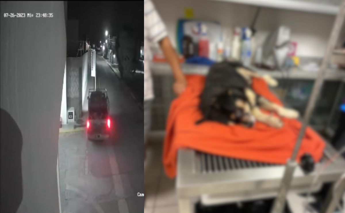 VIDEO. Conductor atropella a 3 perritos en Cuautlancingo, acusan maltrato animal