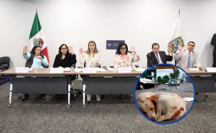 Aprueban exhorto para que municipios resguarden y den en adopción a perros en situación de calle  