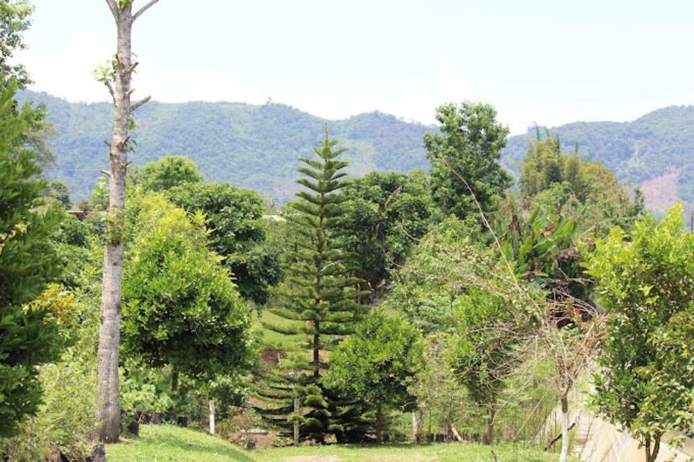 El Parque Nacional Carmen Serdán cuenta con una amplia variedad de especies nativas de flora y fauna | Foto: Google / William Payne