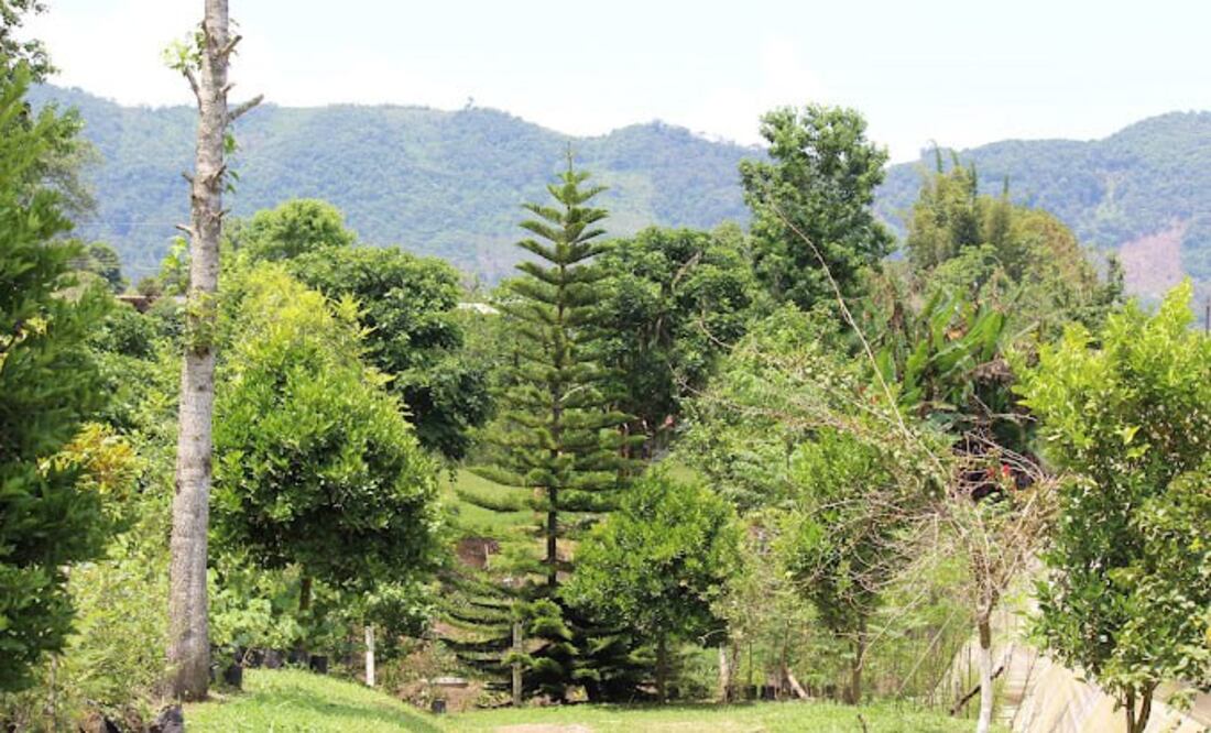 El Parque Nacional Carmen Serdán cuenta con una amplia variedad de especies nativas de flora y fauna | Foto: Google / William Payne