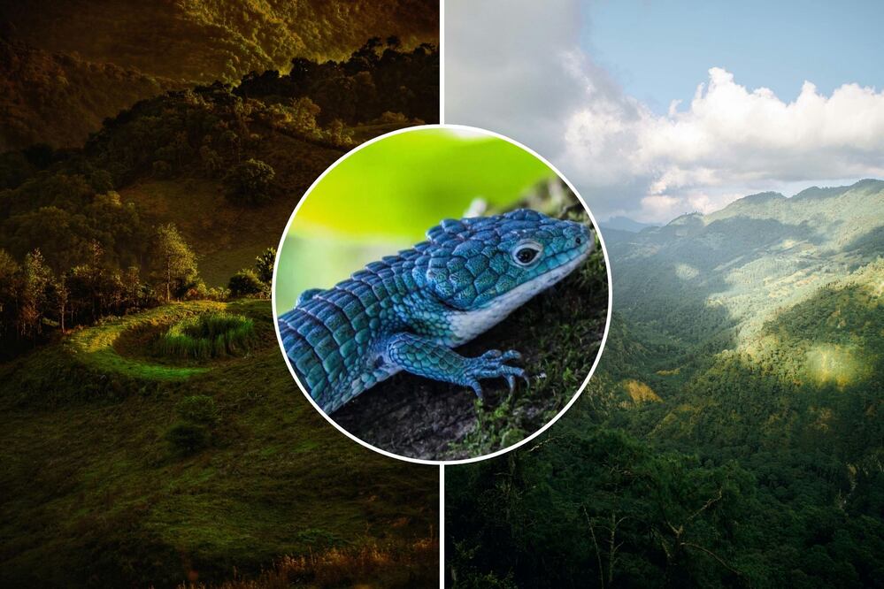 El dragoncito azul mexicano habita en Puebla y es único | Foto: Pexels / IG el_colibri_viajero