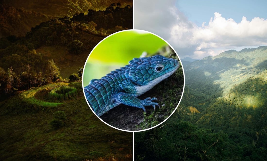 El dragoncito azul mexicano habita en Puebla y es único | Foto: Pexels / IG el_colibri_viajero