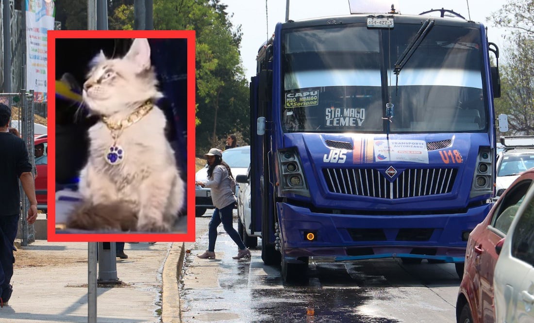 Zafiro es un gato muy famoso por trabajar en un microbús de la ciudad de Puebla | Foto: RRSS