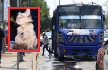 Buscan a Zafiro, el gato microbusero de la ciudad de Puebla