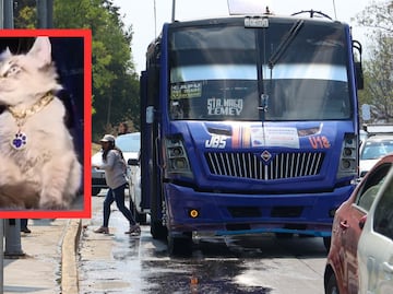 Buscan a Zafiro, el gato microbusero de la ciudad de Puebla
