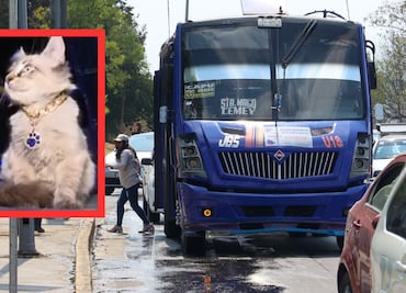 Buscan a Zafiro, el gato microbusero de la ciudad de Puebla