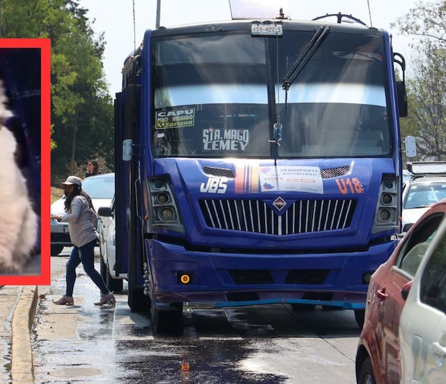 Buscan a Zafiro, el gato microbusero de la ciudad de Puebla