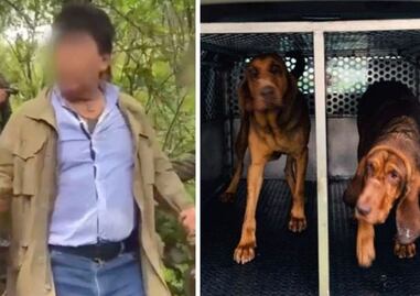 Así fue entrenada Max, la perra que localizó a Rafael Caro Quintero entre matorrales