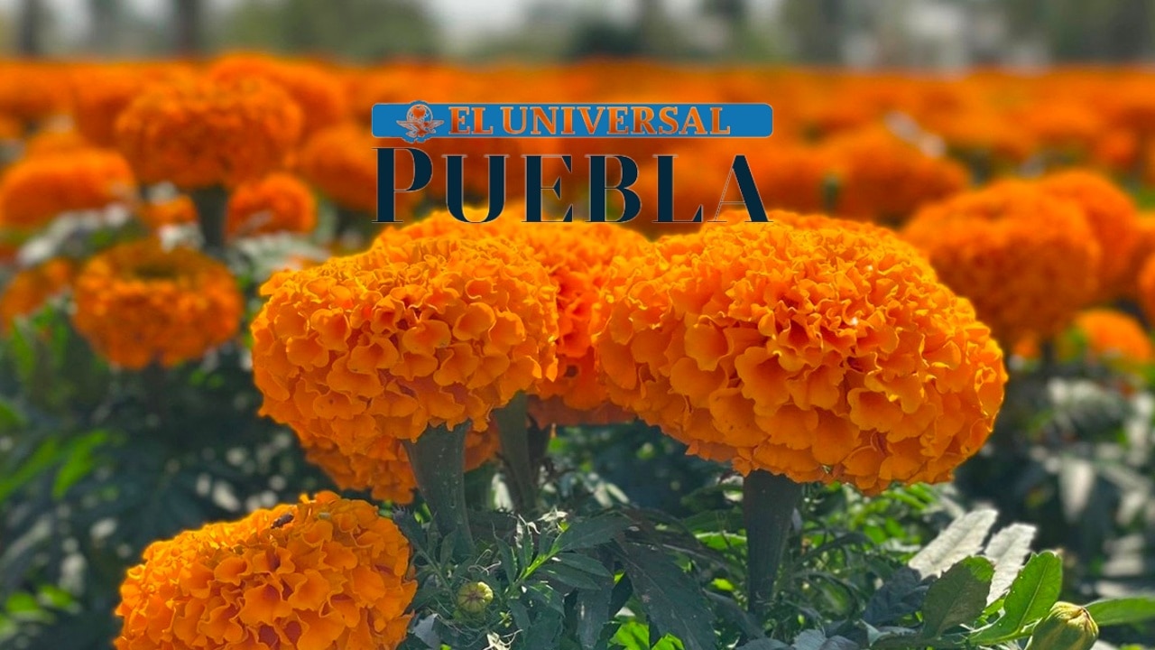 ¿Cuánto cuesta la flor de cempasúchil en Puebla?