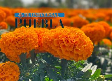 ¿Cuánto cuesta la flor de cempasúchil en Puebla?