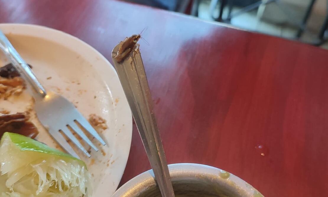 Clientes encontraron una cucaracha en Saborni's Puebla / Puebla Sur Noticias