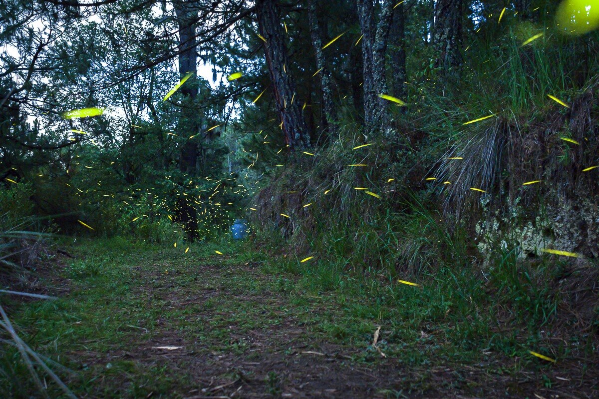 Foto: Facebook Santuario De Las Luciérnagas Canto del Bosque, Nanacamilpa, Tlaxcala.