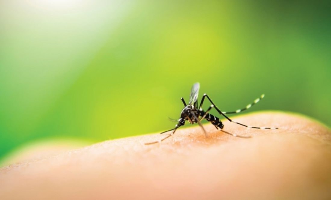 Los casos de dengue en Puebla se concentran en Izúcar, Tehuacán, Acatlán, Xicotepec y Francisco Z. Mena | Foto: Archivo El Universal