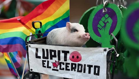 ¿Qué ha pasado con Lupito el Cerdito, el activista más famoso de Puebla?