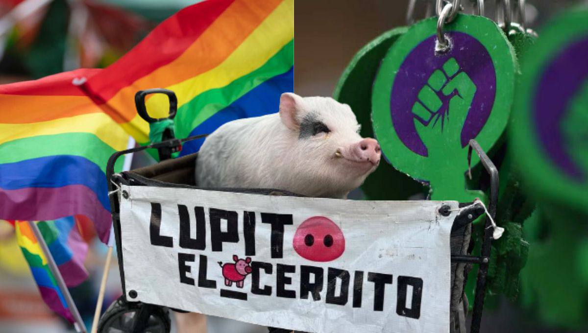 Lupito el Cerdito es uno de los activistas más populares en las marchas | Foto: EsImagen