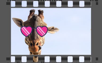 La jirafa Benito ahora será estrella de cine