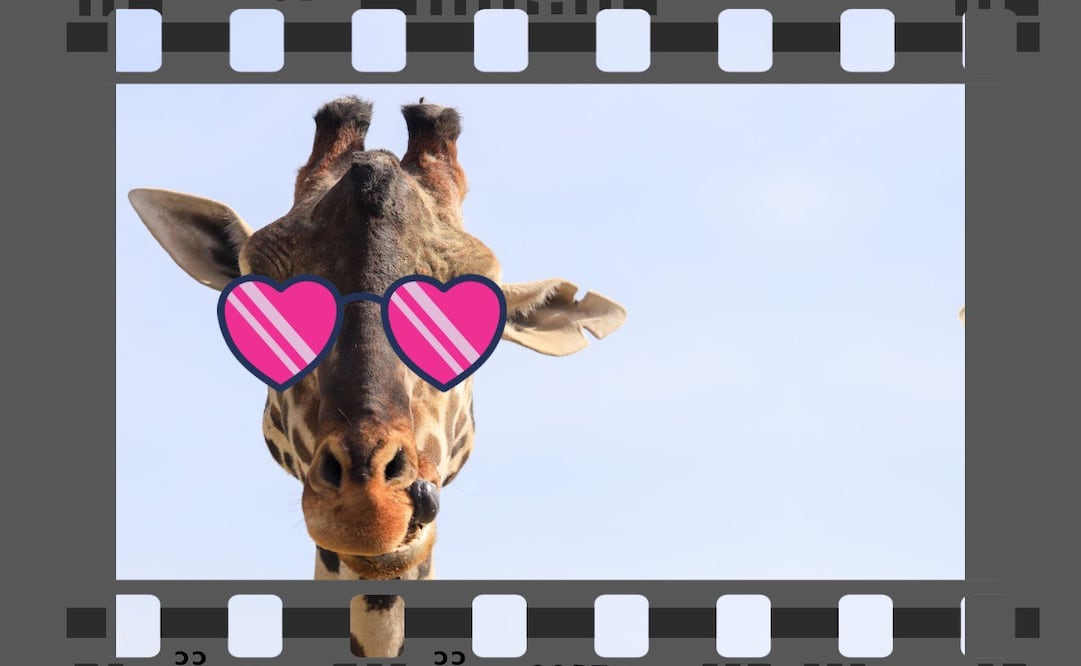 La jirafa Benito participará en un documental de Africam Safari | Foto: Especial