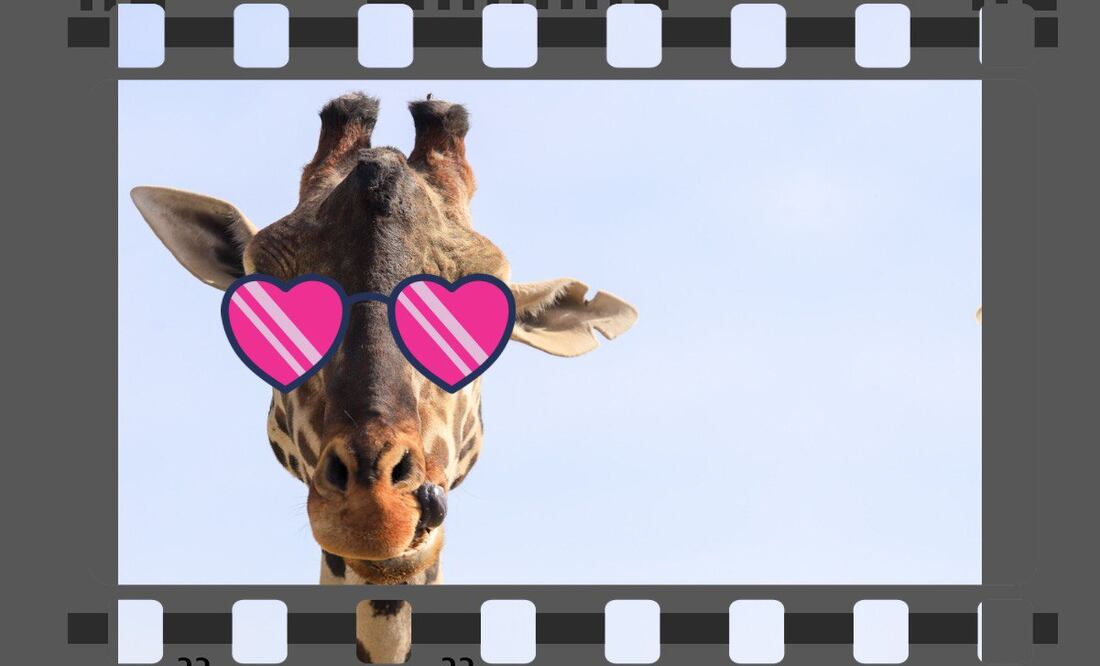 La jirafa Benito participará en un documental de Africam Safari | Foto: Especial