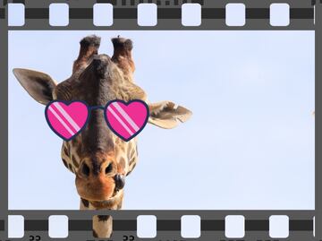 La jirafa Benito ahora será estrella de cine