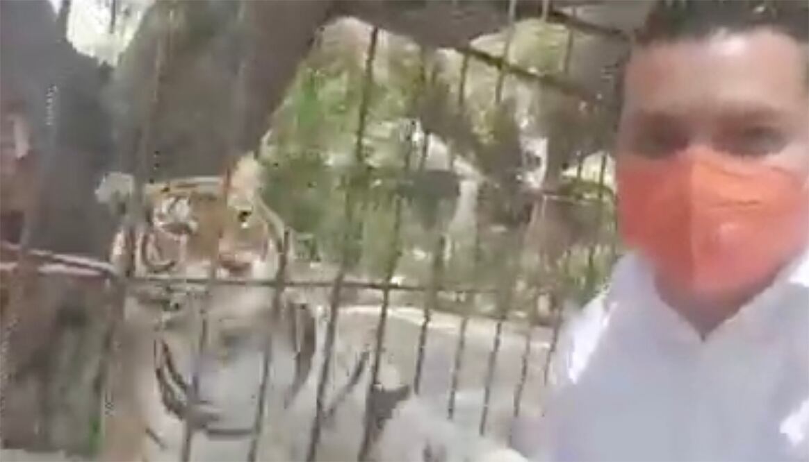 ¡Manita de gato! Tigre le da un zarpazo a candidato de Tehuacán