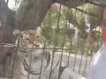 ¡Manita de gato! Tigre le da un zarpazo a candidato de Tehuacán