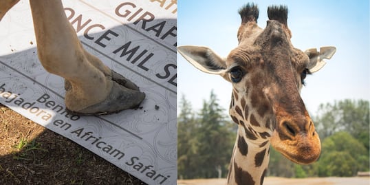 La jirafa Benito fue nombrada embajador de su especie en Africam Safari