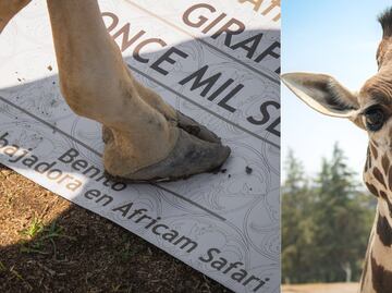La jirafa Benito fue nombrada embajador de su especie en Africam Safari