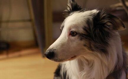 Whisky, el perrito del fotógrafo Alan Torrentera está en el IBA