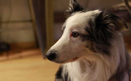 Whisky, el perrito del fotógrafo Alan Torrentera está en el IBA