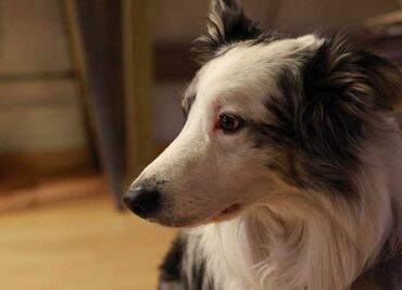 Whisky, el perrito del fotógrafo Alan Torrentera está en el IBA