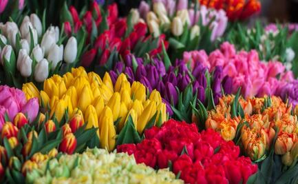 ¿Por qué debes regalar flores hoy 29 de febrero?
