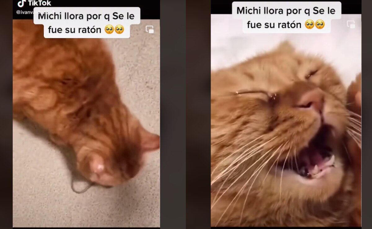 Video de gato que llora porque se le escapó su ratón es viral en TikTok