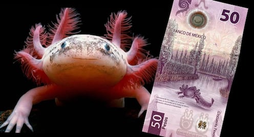 ¿Cómo saber si tu billete de ajolote vale una fortuna?