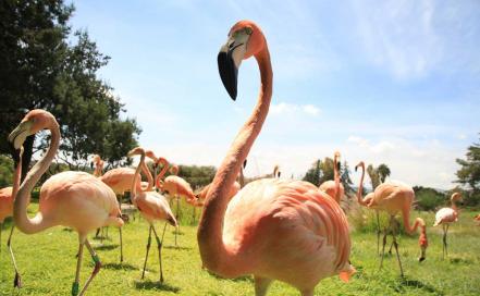 Recomendaciones para visitar Africam Safari con niños