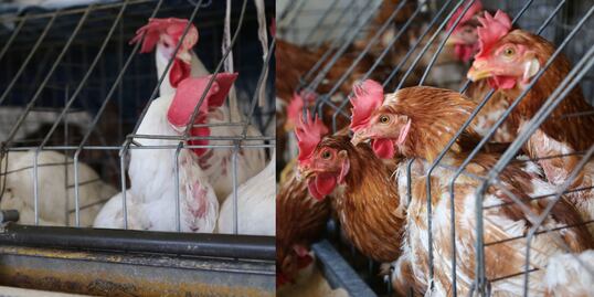 Estas son las recomendaciones de Salud Puebla por la gripe aviar