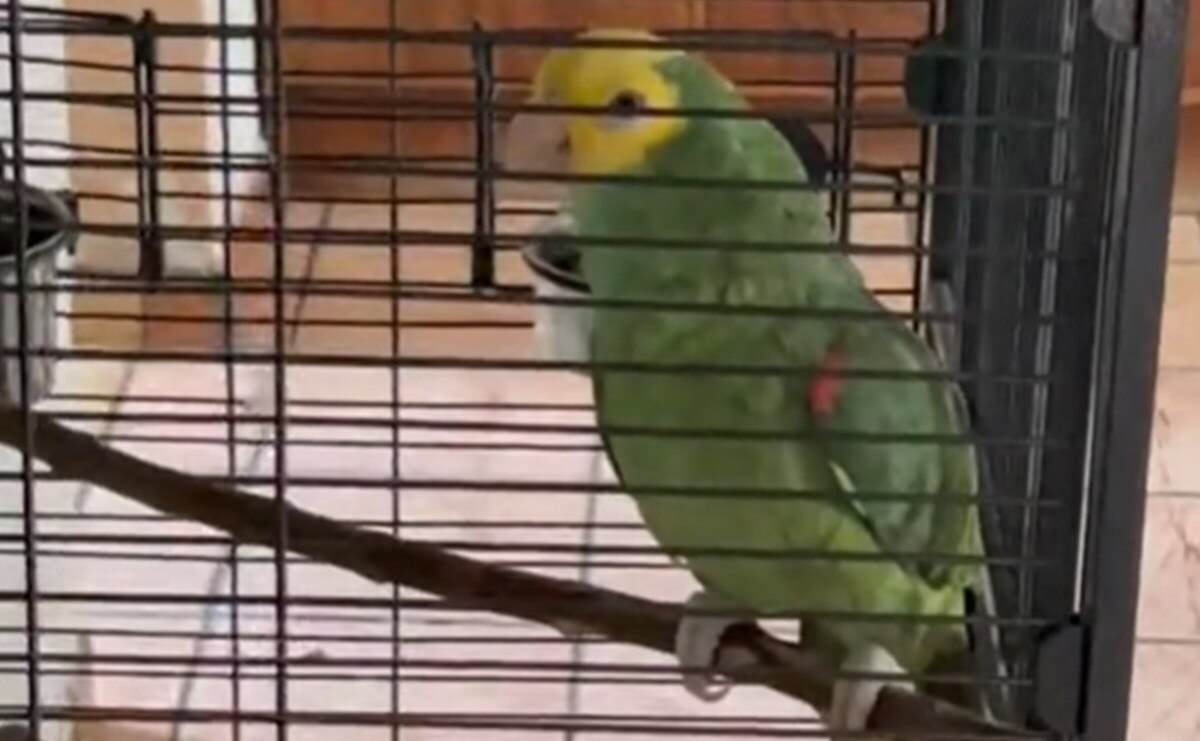 Foto: Tomada de video