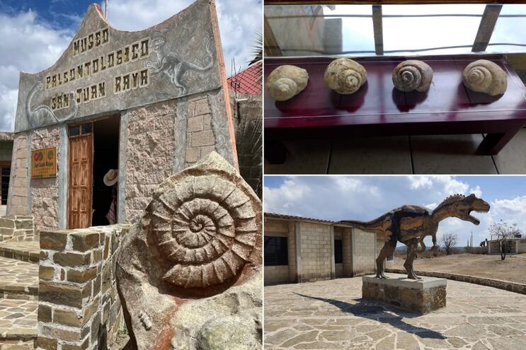 Visita este verano los fósiles del extinto mar de Puebla