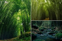 Descubre dónde puedes caminar entre enormes bosques de bambú y neblina en Puebla