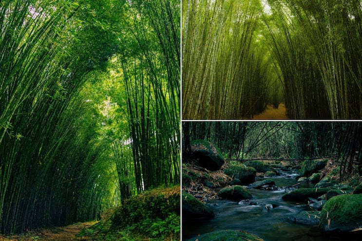 Descubre dónde puedes caminar entre enormes bosques de bambú y neblina en Puebla