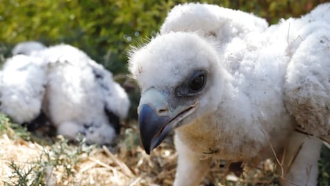 Nacen águilas reales en Africam Safari