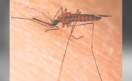 Dengue en Puebla: se reportan ocho casos