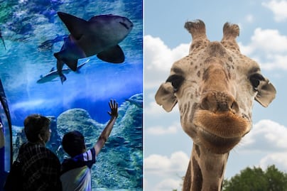 Acuario Michin vs Africam Safari Puebla: cuál es más barato en 2026