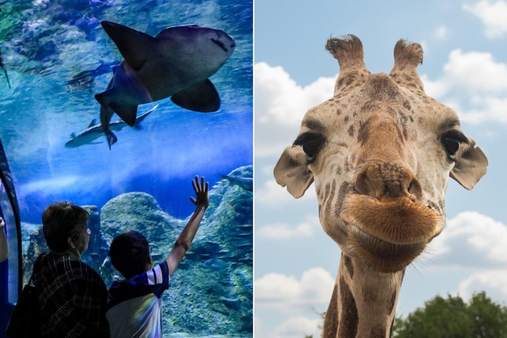 Acuario Michin y Africam Safari son dos de las opciones más populares para visitar en Puebla | Foto: FB Acuario Michin Puebla / FB Africam Safari
